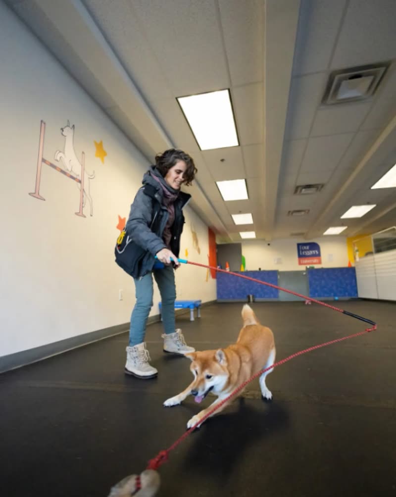 A handler leads a small dog on a long lead through the indoor training room, past agility jumps on a padded floor