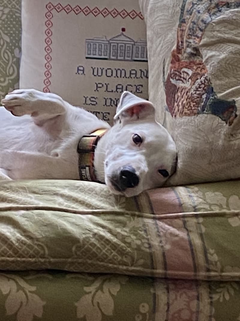 A white dog resting its head on a floral bed