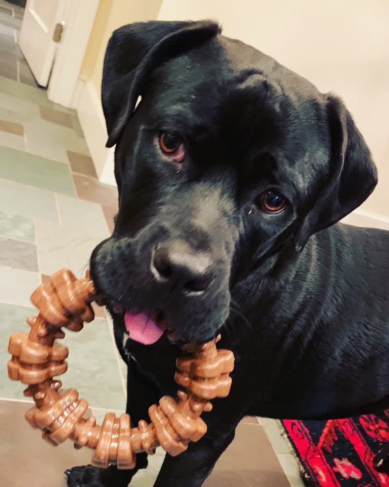 A black Labrador holding a large knotted chew in its mouth