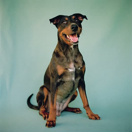 A dog sitting alert, photographed against a plain pale background