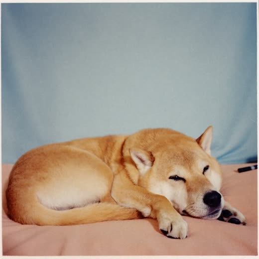 A dog curled asleep on a soft bed