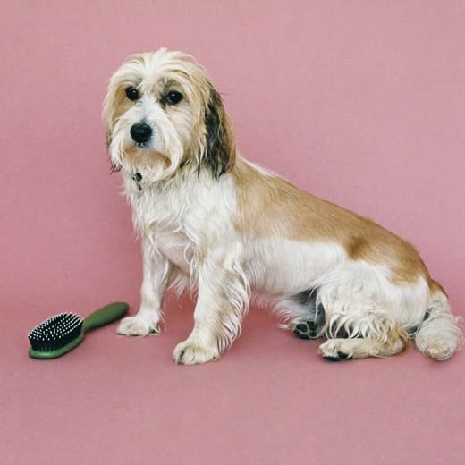 A freshly groomed small dog beside a grooming brush