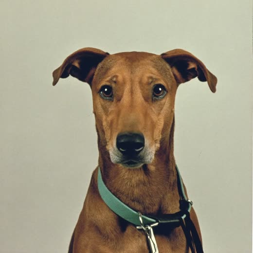 An attentive dog on a slack lead